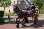 Trekpaard merrie, Dieren en Toebehoren, Merrie, Gechipt, Zadelmak, 7 tot 10 jaar