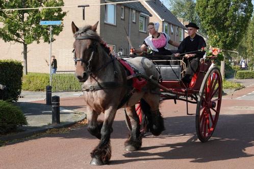 Trekpaard merrie, Dieren en Toebehoren, Paarden, Merrie, Zadelmak, 160 tot 165 cm, 7 tot 10 jaar, Recreatiepaard, Met stamboom