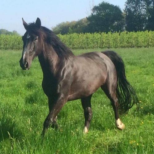 Top fokmerrie - Andretti z (andiamo) x oklund x furios, Dieren en Toebehoren, Paarden, Merrie, Niet van toepassing, 165 tot 170 cm