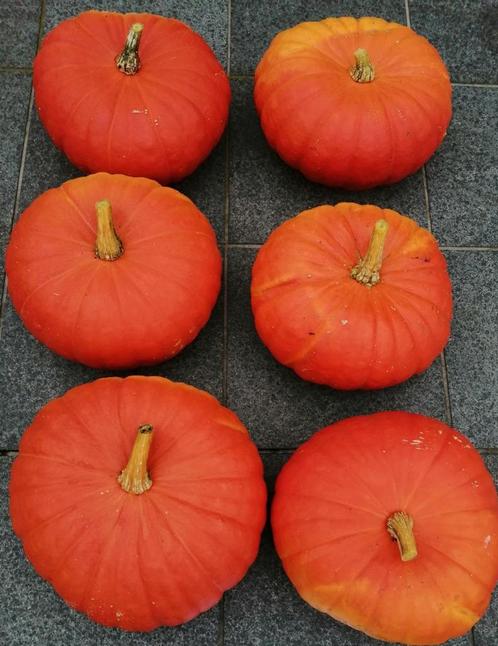 Grote biologische pompoenen te koop., Divers, Produits alimentaires, Enlèvement ou Envoi