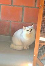 Dekkater Black Silver Shaded, Dieren en Toebehoren, 3 tot 5 jaar