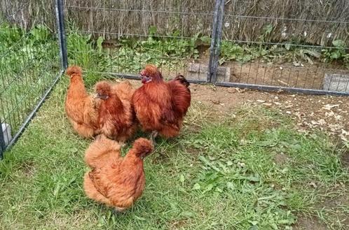 hennetjes zijdehoen zoeken een thuis, Dieren en Toebehoren, Pluimvee, Kip, Vrouwelijk