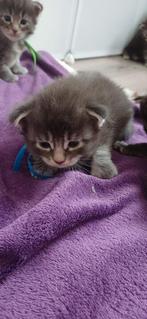 Maine coon kittens, Dieren en Toebehoren, Meerdere dieren, Gechipt, 0 tot 2 jaar