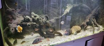 Aquarium 1,6 m lang met prachtige Zuid-Amerikaanse Cichliden, Enlèvement, Comme neuf, Aquarium d'eau douce rempli