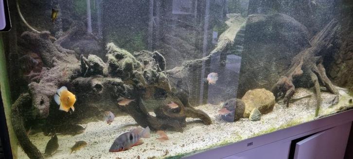 Aquarium 1,6 m lang met prachtige Zuid-Amerikaanse Cichliden, Dieren en Toebehoren, Vissen | Aquaria en Toebehoren, Zo goed als nieuw
