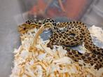 Koppeltje nakweek van '24 Pituophis catenifer annectens, Dieren en Toebehoren, Reptielen en Amfibieën