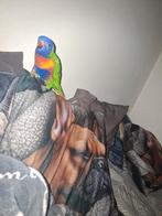 Hantam Lori van de blauwe berg, Dieren en Toebehoren, Tam