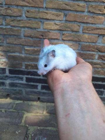 2 jonge goudhamsters beschikbaar handtam beschikbaar voor biedingen