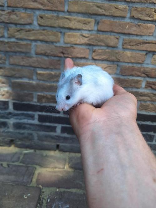 2 jonge goudhamsters beschikbaar handtam, Dieren en Toebehoren, Knaagdieren, Juni