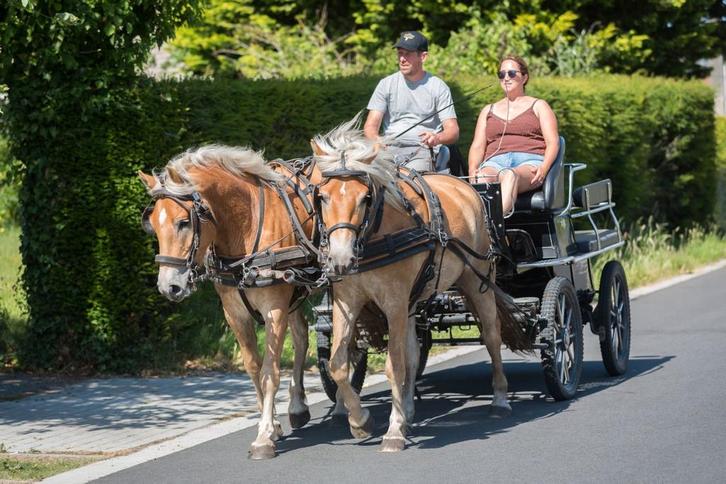 Mooi jong 2-span haflingers, Dieren en Toebehoren, Paarden