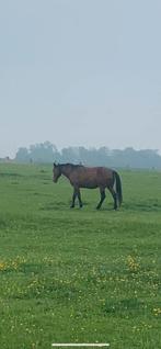 Trotteur à vendre bas prix 0475 24 49 79, Tickets en Kaartjes, Recreatie | Dierentuinen