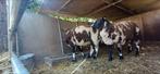 Baggerbonte schapen, Dieren en Toebehoren, Overige Dieren, April, Mannelijk