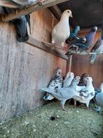 Gespikkelde duiven, Dieren en Toebehoren