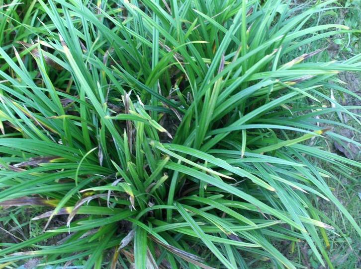 Siergras Carex morrowii Irish Green, Tuin en Terras, Planten | Tuinplanten, Vaste plant, Siergrassen, Halfschaduw, Ophalen