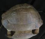 Schildpadschild uit Botswana – Stigmochelys pardalis – etnog, Ophalen of Verzenden, Zo goed als nieuw