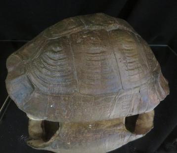 Schildpadschild uit Botswana – Stigmochelys pardalis – etnog beschikbaar voor biedingen