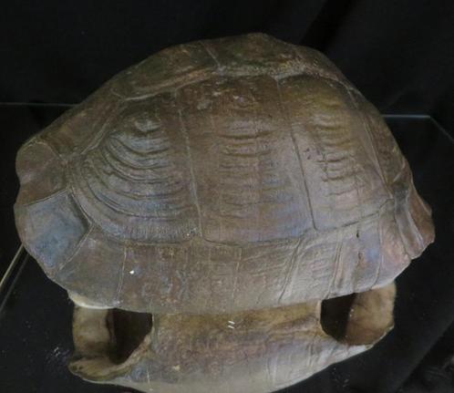 Schildpadschild uit Botswana – Stigmochelys pardalis – etnog, Verzamelen, Overige Verzamelen, Zo goed als nieuw, Ophalen of Verzenden