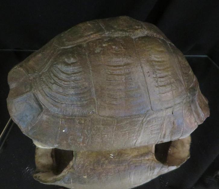 Schildpadschild uit Botswana – Stigmochelys pardalis – etnog, Verzamelen, Overige Verzamelen, Zo goed als nieuw, Ophalen of Verzenden