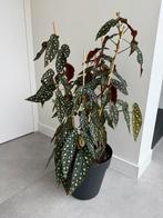 Begonia Masculata, Huis en Inrichting, Kamerplanten, Ophalen