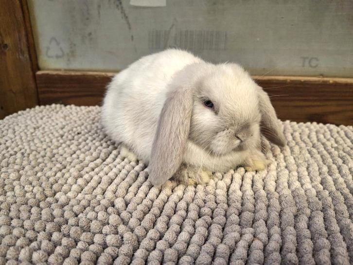 NHD KONIJNTJES, Animaux & Accessoires, Lapins, Nain, Plusieurs animaux, 0 à 2 ans, Oreilles tombantes