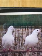 Renaissanceduif, Dieren en Toebehoren, Vogels | Duiven, Meerdere dieren, Overige soorten