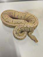 Bewezen kweekvrouw ., Animaux & Accessoires, Reptiles & Amphibiens