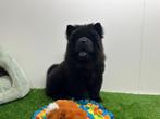 Chow Chow pups, België, Overige rassen, 8 tot 15 weken, CDV (hondenziekte)