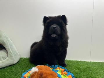 Chow Chow noir - adolescente, 15 semaines à 1 an, Parvovirose, Autres races, Éleveur | Professionnel