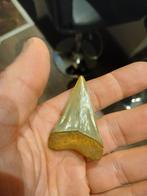 Isurus hastalis (plicatis), Enlèvement ou Envoi