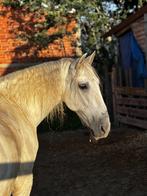 Leuke Allround ruin 14 jaar, Dieren en Toebehoren, Gechipt, Minder dan 160 cm, Ruin, L