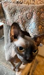 Sphynxen, Dieren en Toebehoren, Meerdere dieren, Gechipt, 3 tot 5 jaar
