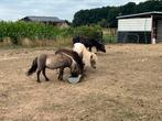 Grullo mini shetlander pony, Dieren en Toebehoren, Pony's, Gechipt, Hengst, A pony (tot 1.17m), 7 tot 10 jaar