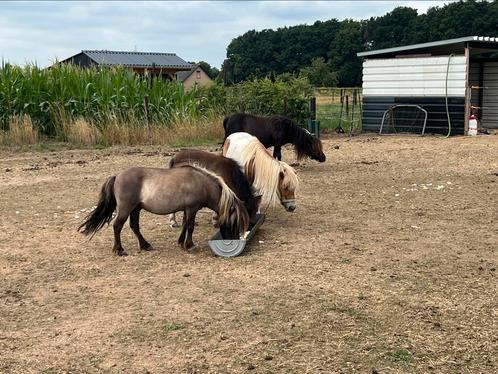 Grullo mini shetlander pony, Dieren en Toebehoren, Pony's, Hengst, Onbeleerd, A pony (tot 1.17m), Recreatiepony, 7 tot 10 jaar