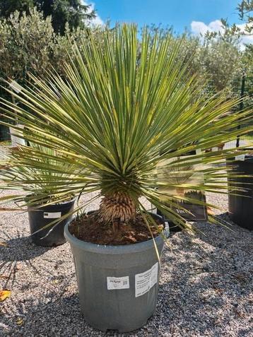 Yucca Rostrata - palmlelie  beschikbaar voor biedingen