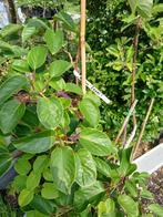 Kiwibes 'Issai', Tuin en Terras, Ophalen, Lente, Overige soorten, Volle zon