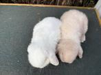 Nhd konijntjes, Dieren en Toebehoren, Konijnen, Meerdere dieren, Dwerg, Hangoor, 0 tot 2 jaar