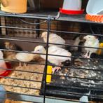 Kalkoen kuikens. Ronqieres, Dieren en Toebehoren, Kalkoen