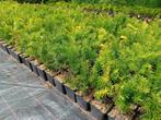 Taxus, Tuin en Terras, Planten | Struiken en Hagen, Ophalen, Taxus