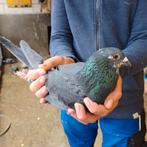 Pigeons voyageurs, Animaux & Accessoires, Oiseaux | Pigeons