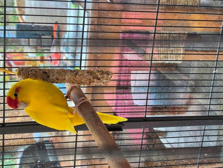 Kakariki mannetje met grote kooi., Dieren en Toebehoren, Vogels | Kanaries