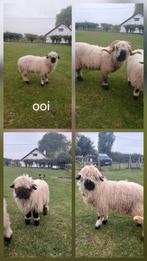 4 walliser schwarznase, Dieren en Toebehoren, Meerdere dieren, Schaap, 0 tot 2 jaar
