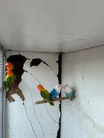 Agaporniden-fischerie