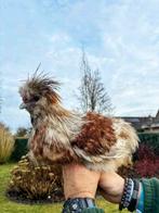 Trio Zijdehoender USA, Poule ou poulet