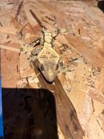 Male gecko a crete, Animaux & Accessoires, Reptiles & Amphibiens, Lézard, Domestique, 0 à 2 ans