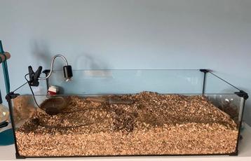 TERRARIUM GLAS + WARMTELAMP