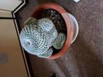 Cactussen, Ophalen