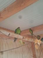 Kakariki 's, Dieren en Toebehoren