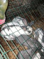 Voetsters vlaamse reus, Dieren en Toebehoren