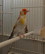 Chardonneret major brun double port brun pastel et isabelle, Dieren en Toebehoren, Vogels | Kanaries, Mannelijk