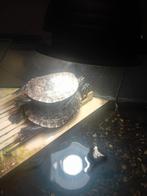 Schildpadden met alles bij, Dieren en Toebehoren, Ophalen